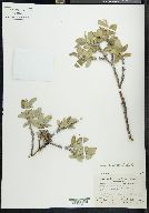 Salix richardsonii image