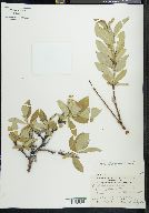 Salix richardsonii image