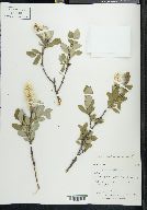 Salix richardsonii image