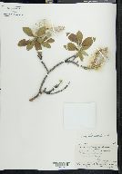 Salix richardsonii image