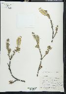 Salix richardsonii image