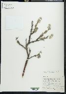 Salix richardsonii image