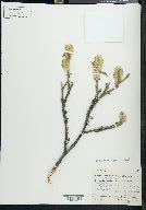 Salix richardsonii image