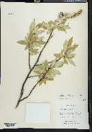 Salix richardsonii image