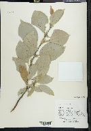 Salix richardsonii image