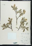 Salix richardsonii image