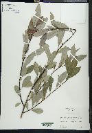 Salix scouleriana image