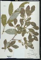 Salix scouleriana image