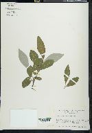 Salix scouleriana image