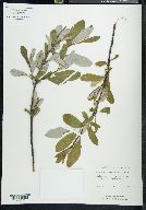 Salix scouleriana image