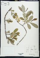 Salix scouleriana image