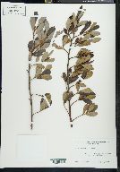 Salix scouleriana image