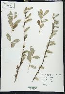 Salix scouleriana image