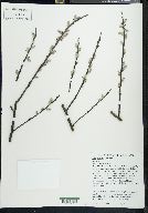 Salix sericea image