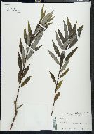 Salix sericea image