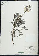 Salix sericea image