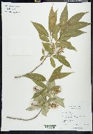 Salix serissima image