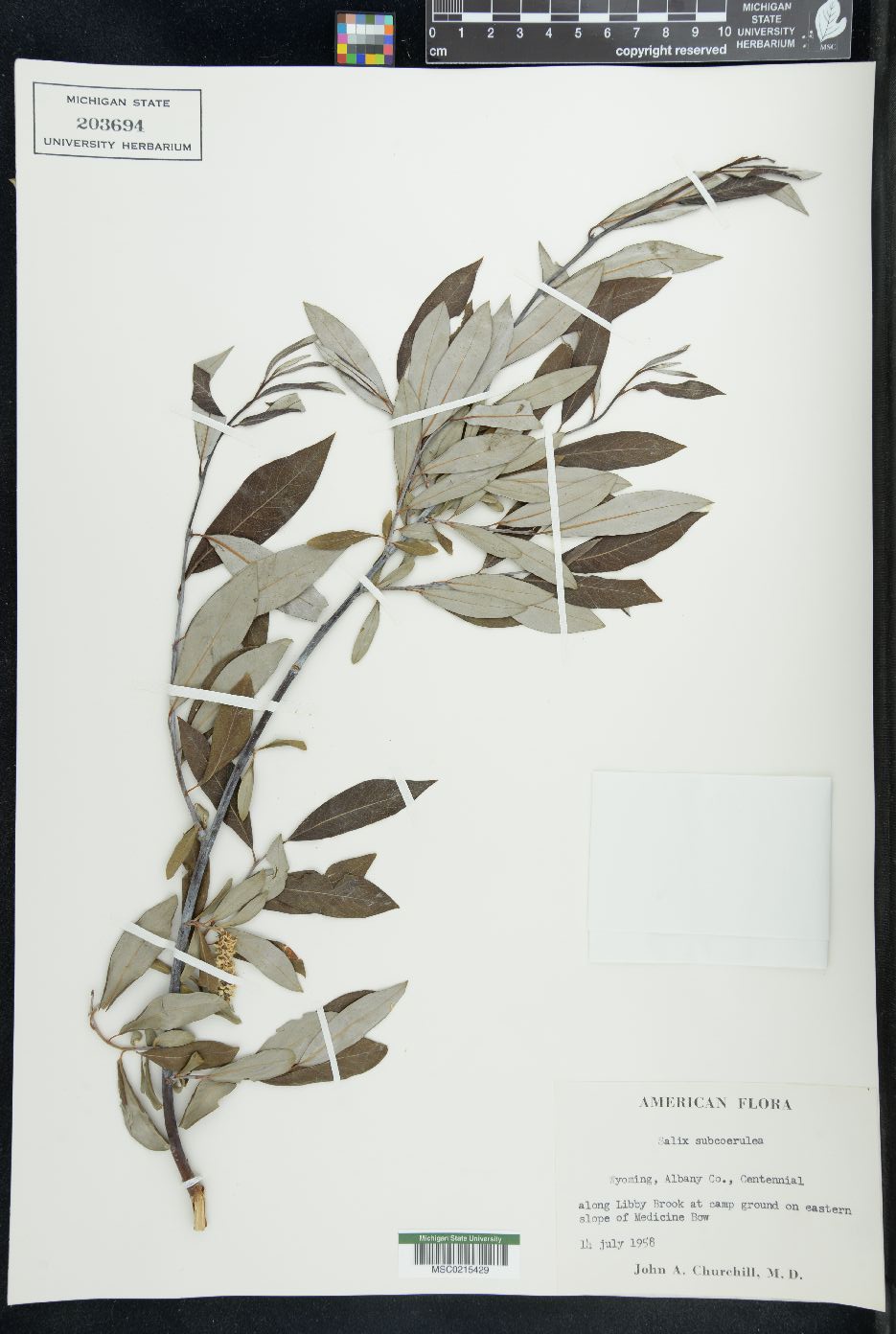 Salix subcoerulea image