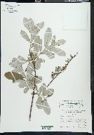 Salix sitchensis image