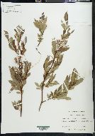 Salix sitchensis image