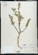 Salix sitchensis image