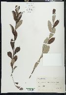 Salix sitchensis image