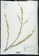 Salix taxifolia image