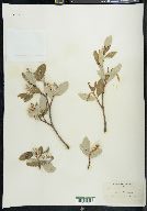 Salix vestita image