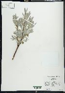 Salix wolfii image