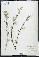 Salix wolfii image