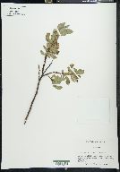 Salix wolfii image