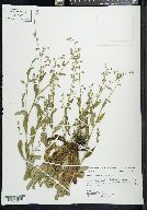 Myosotis macrosperma image