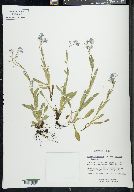 Myosotis alpestris image