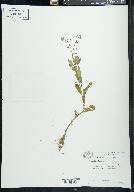 Myosotis laxa image