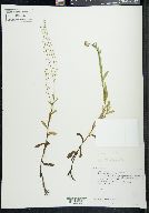 Myosotis laxa image