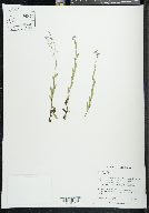 Myosotis scorpioides image