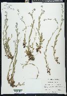 Myosotis versicolor image