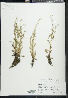 Myosotis verna image