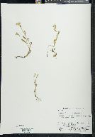 Myosotis verna image