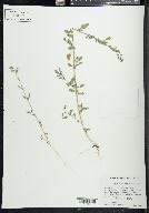 Chenopodium atrovirens image