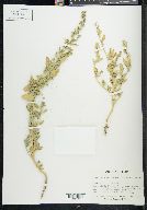 Chenopodium berlandieri image