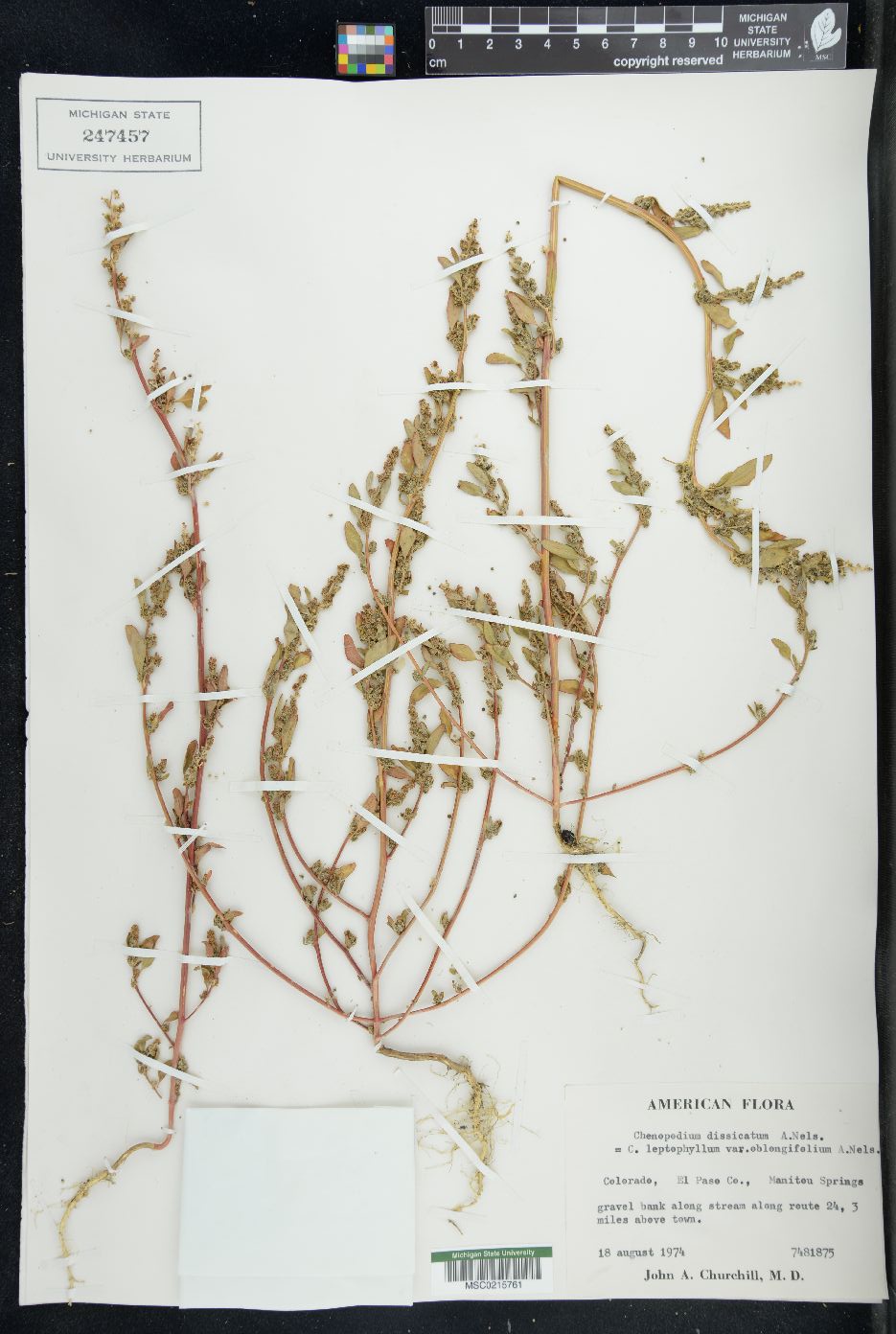 Chenopodium desiccatum image