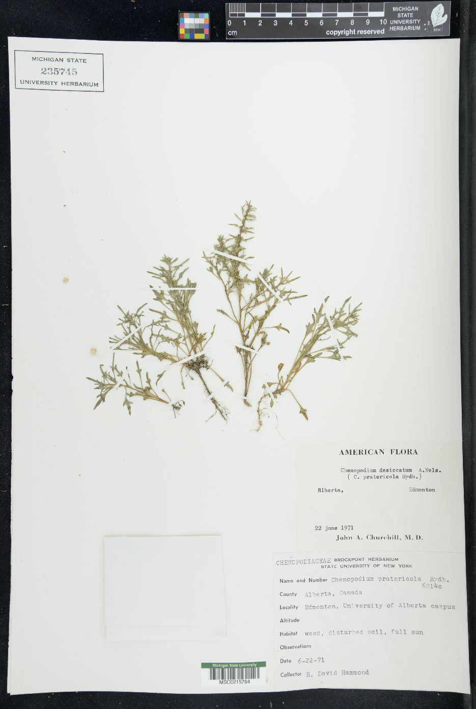 Chenopodium desiccatum image