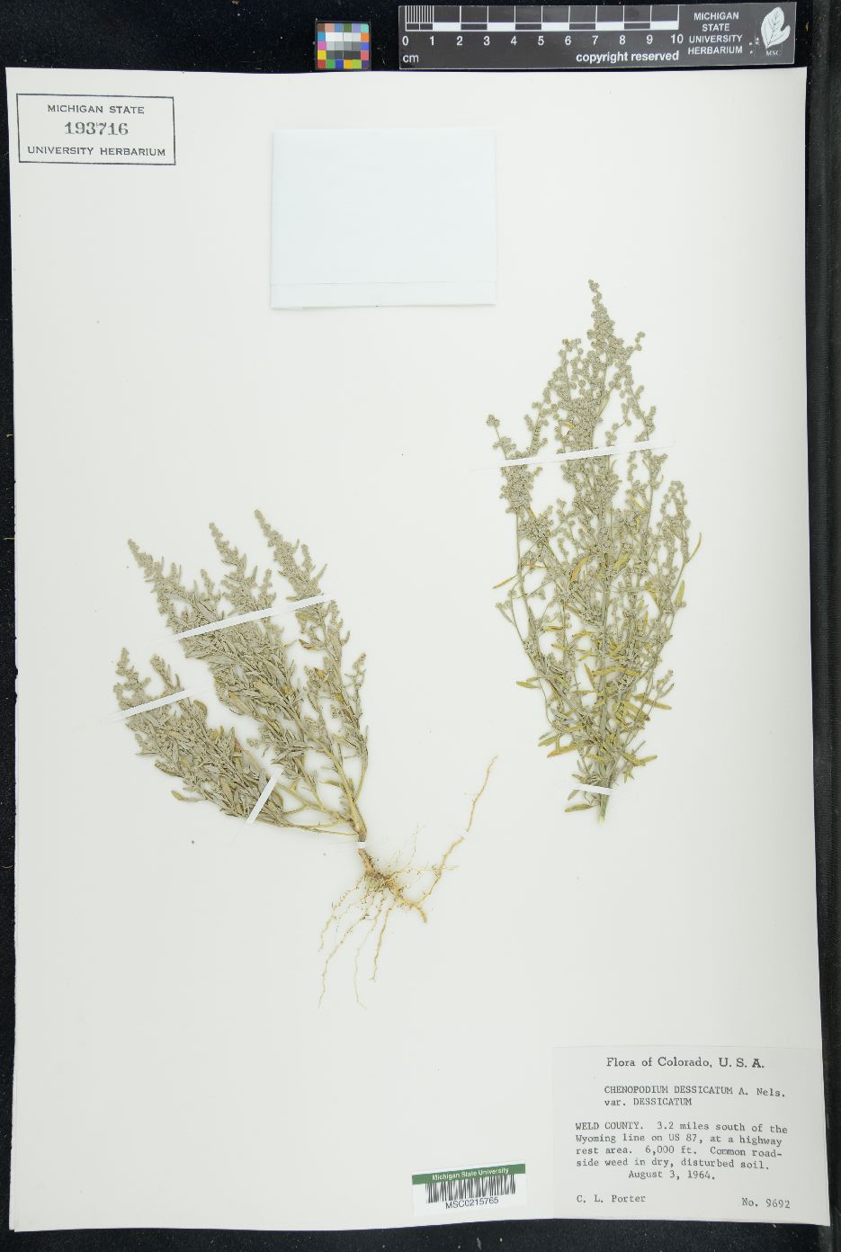 Chenopodium desiccatum image