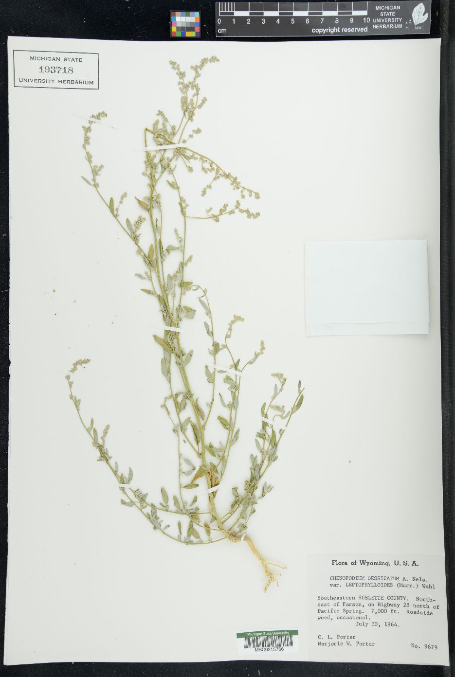 Chenopodium desiccatum image