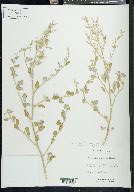 Chenopodium fremontii image