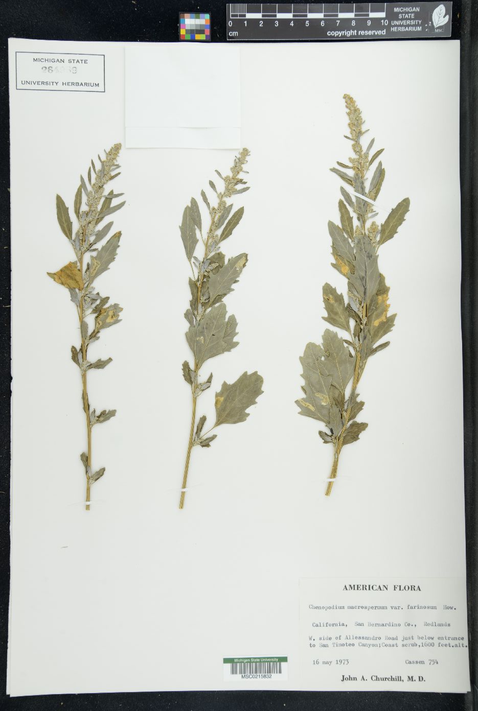 Oxybasis macrosperma image