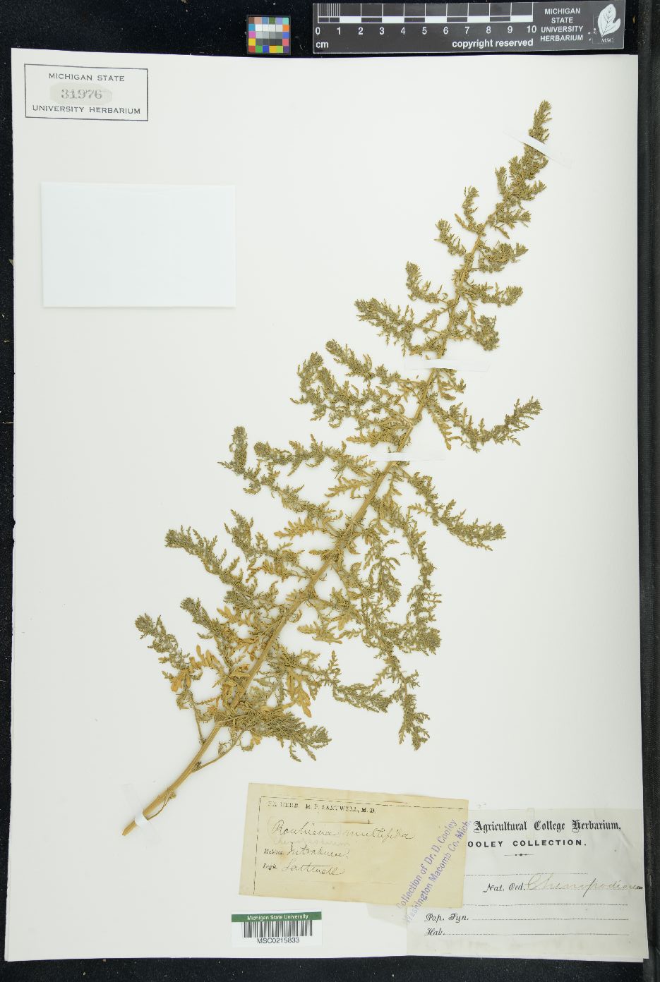 Chenopodium multifidum image