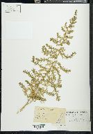 Chenopodium multifidum image