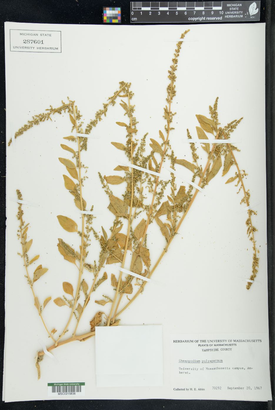 Chenopodium polyspermum image